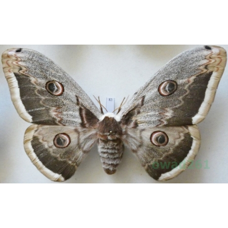 Saturnia pyri (Denis & Schiffermüller, 1775) female Pawica gruszówka Croatia 129mm83